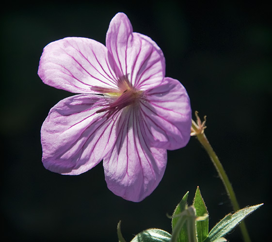 sticky geranium